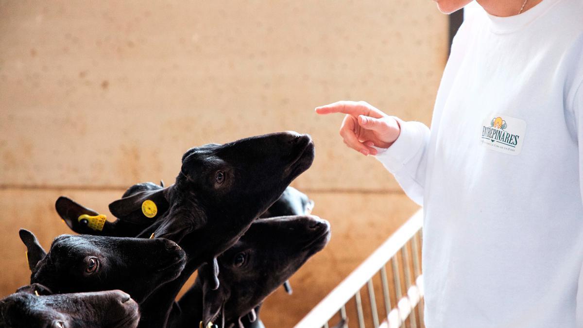Granaja de ovino de Entrepinares.