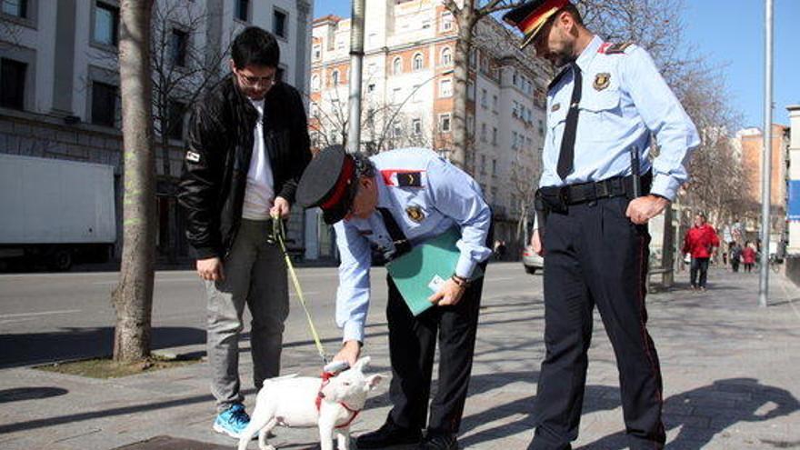 Agents dels mossos fent la lectura del xip d&#039;un gos