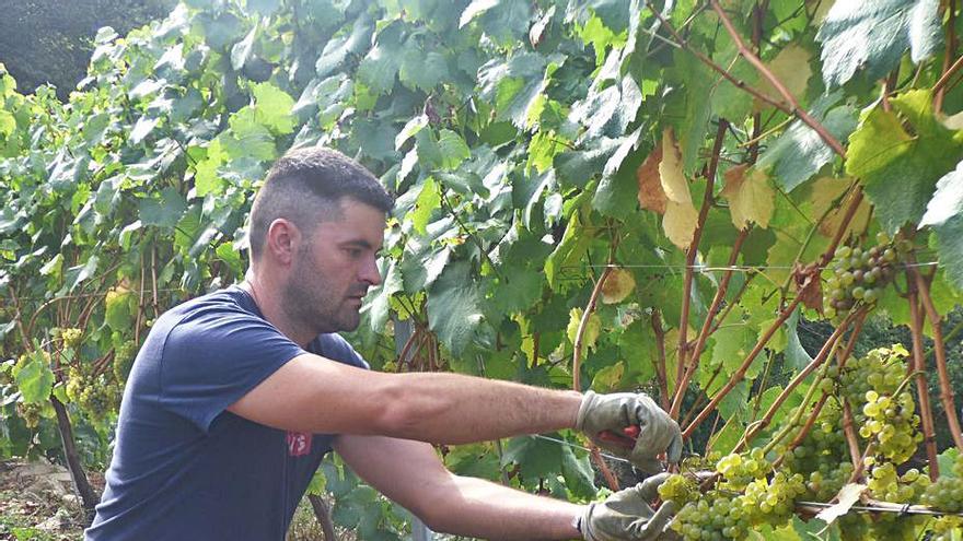 Luciano Gómez, esti día, cortando los piños d&#039;uva d&#039;albarín blancu. | D. Á.