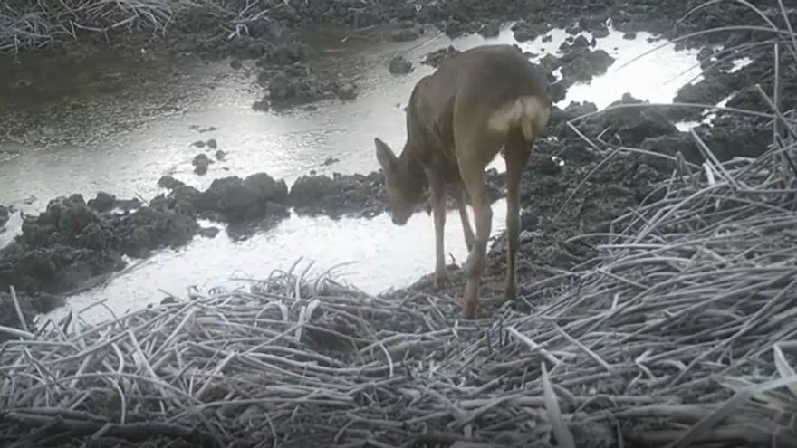 Descobreixen la fauna de les Basses del Terrisser de Figueres