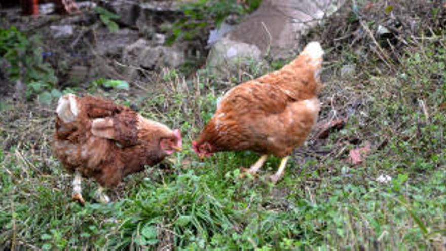 Vuit menors identificats per matar a pals 12 gallines a Astúries