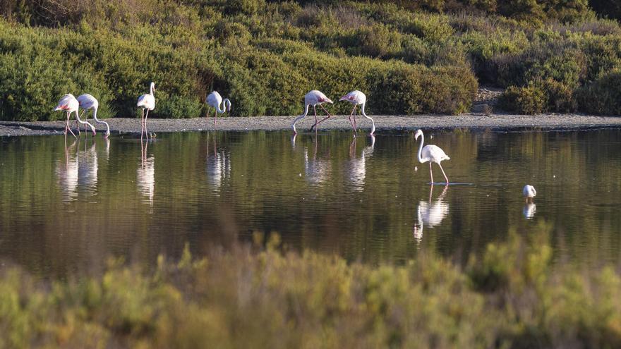 Més Santa Pola alerta de que una segunda pista para el aeropuerto amenazará a los flamencos de las Salinas