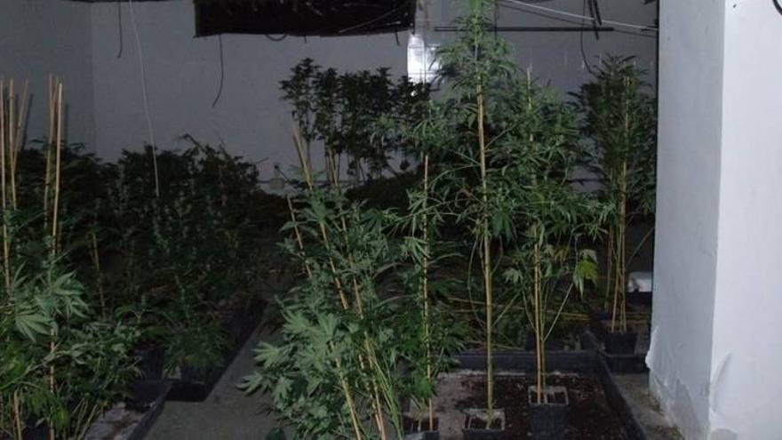 Incautadas 1.157 plantas de marihuana en Fabara y Chiprana