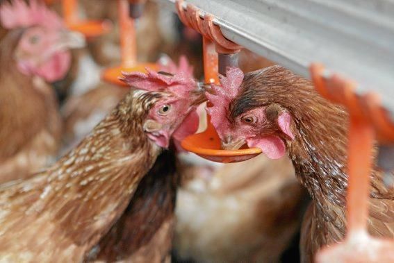 Sie sind für das Eierlegen gezüchtet, wissen, was sie zu tun haben, genießen den Auslauf - und schauen doch stets ängstlich gen Himmel. Zu Besuch bei 1.200 Hühnern in der Nähe von Marratxí.