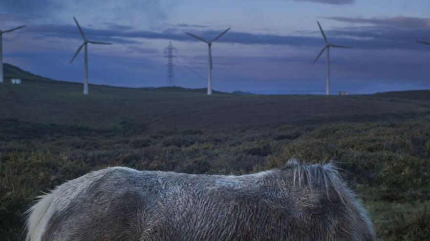 Un caballo salvaje ante aerogeneradores. | Brais Lorenzo