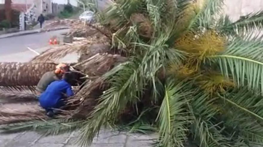 No hay salvación para las palmeras de la iglesia de Bueu