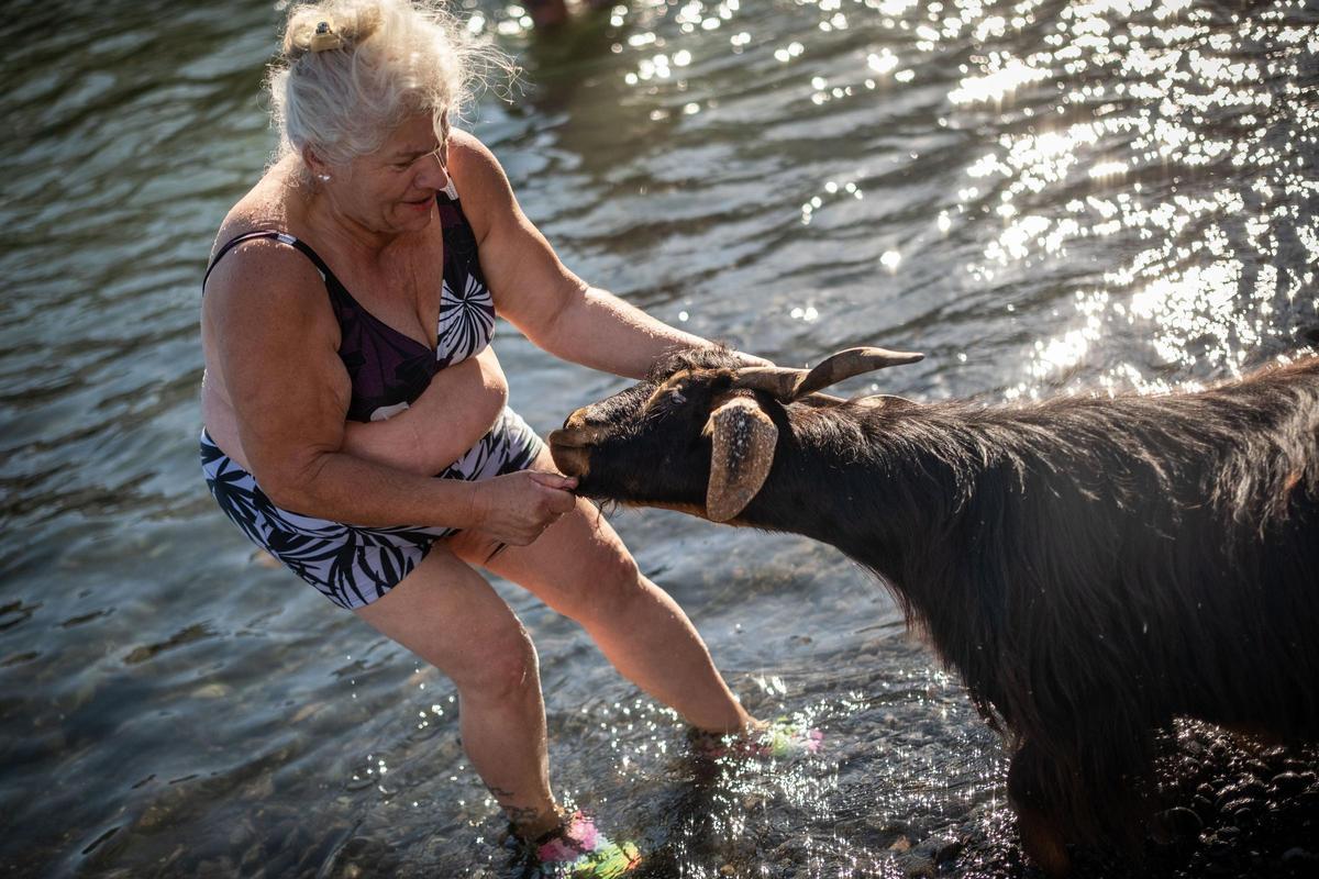 Así se vivió el tradicional baño de cabras en el muelle de Puerto de la Cruz