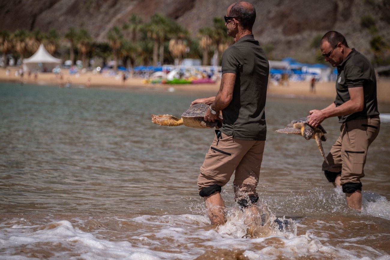 La reina Sofía asiste en Tenerife a una suelta de tortugas marinas recuperadas de lesiones