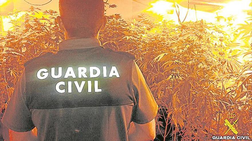 Descubren 93 plantas de marihuana en Benicarló