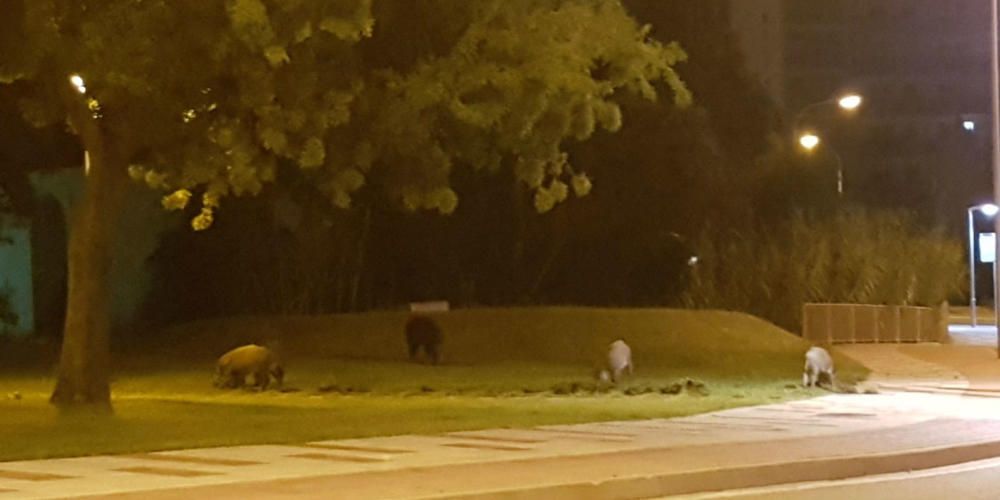 Un grup de senglars ronda de matinada per Platja d'Aro