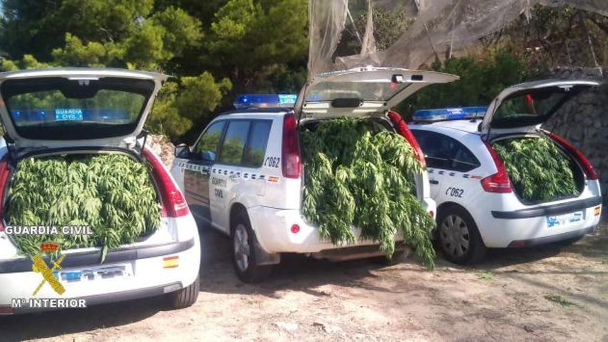 Coches de la Guardia Civil cargados con plantas de marihuana requisada en Callosa d&#039;En Sarrià en septiembre.