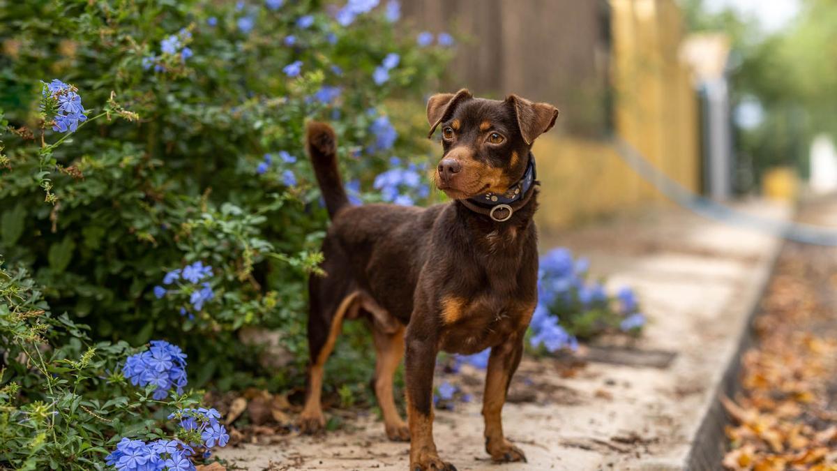 Foto de archivo de un perro en adopción en Son Reus.