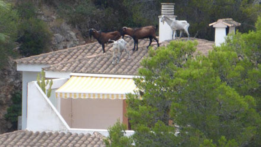 Los nuevos okupas VIP de Costa d&#039;en Blanes: cabras salvajes en piscinas y tejados