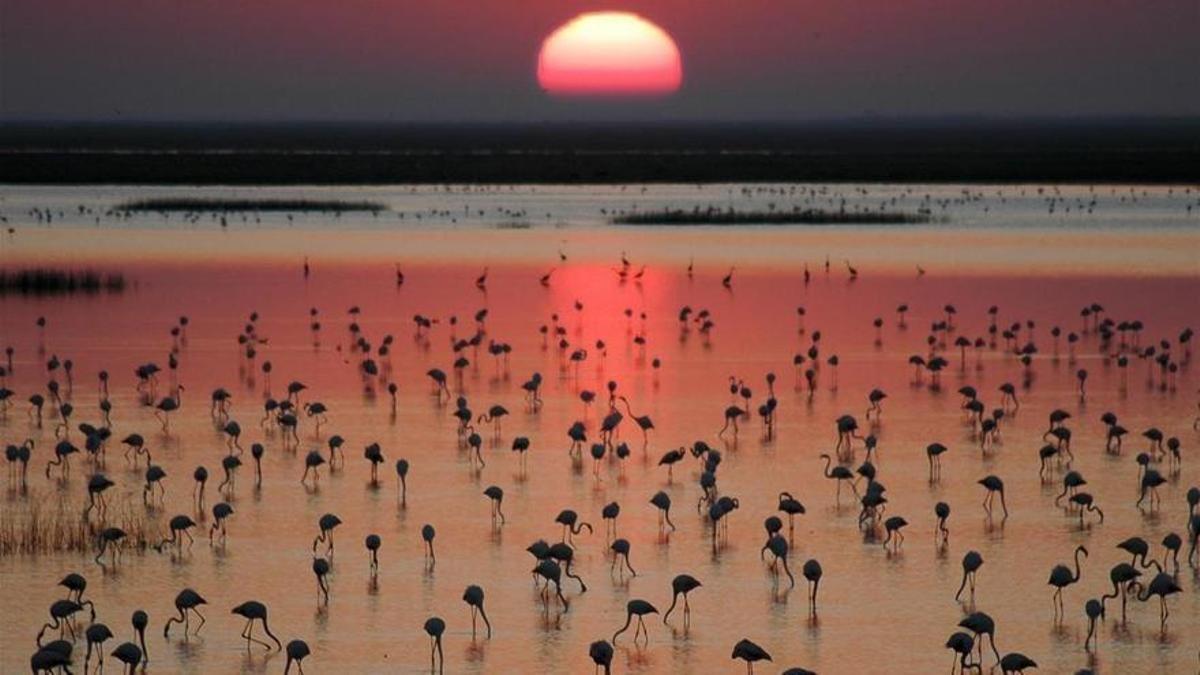 Una imagen del Parque Natural de Doñana