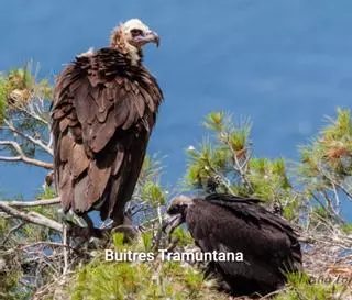 Contracorriente | La Fundación Vida Silvestre Mediterránea emite en directo un nido de buitre negro de la Serra de Tramuntana