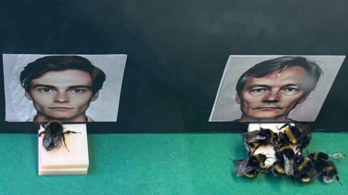 Un "superpoder" cerebral de las abejas podría revolucionar a la IA y la robótica