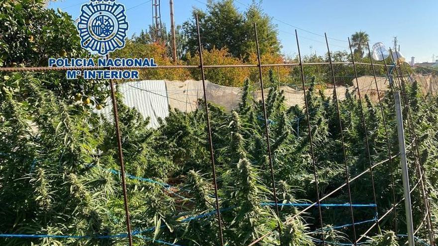 Desmanteladas tres plantaciones de marihuana e incautados 100 kilos en Córdoba