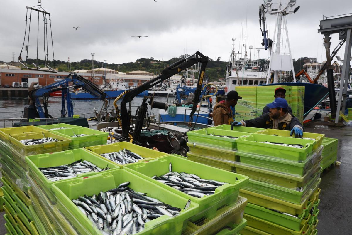 EN IMÁGENES: "Intensa y épica" descarga en Lonja Gijón: más de 65.000 cajas de bocarte y 550.000 kilos de pescado rulado