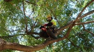 Servicio de mantenimiento de Parques y Jardines del Ajuntament de Barcelona