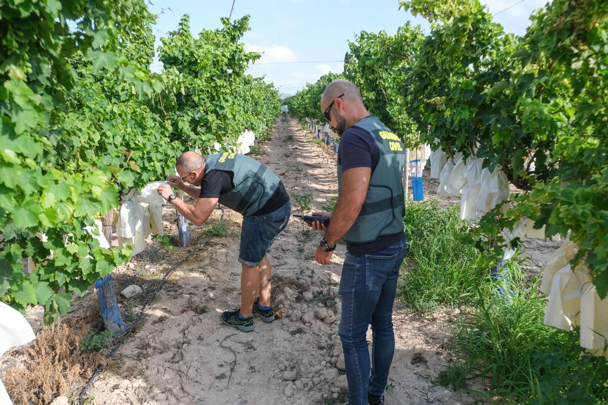 Agentes del Equipo Roca de Ibi inspeccionando una finca de uva embolsada del Vinalopó.
