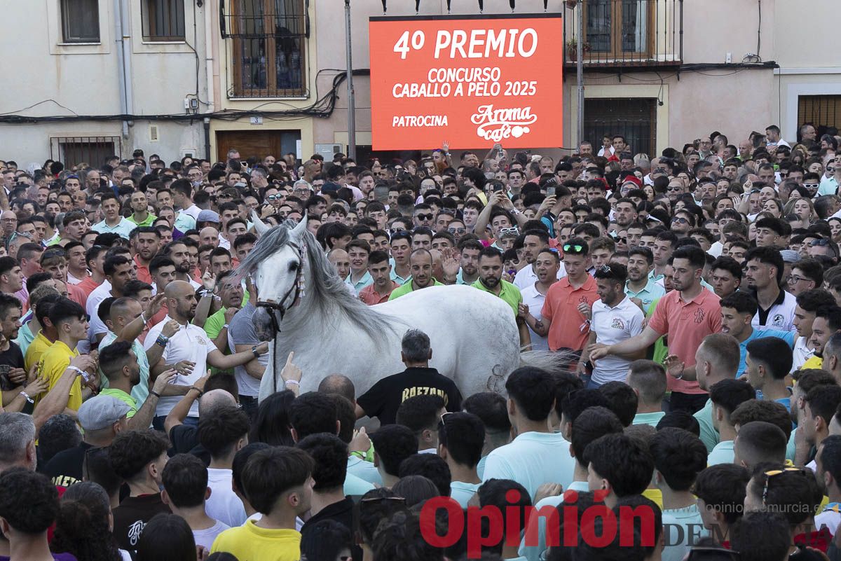 Fiestas de Caravaca | Entrega de premios del concurso morfológico