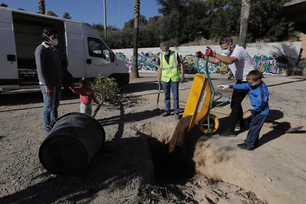 Siembra de árboles en el parque de sa Riera de Palma