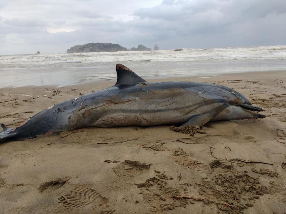 Troben un dofí mort a la platja de l'Estartit