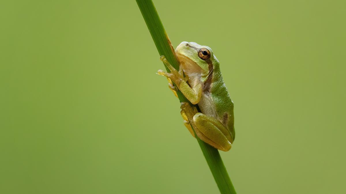 Descubre cuál es el animal más pequeño del mundo: los 10 seres