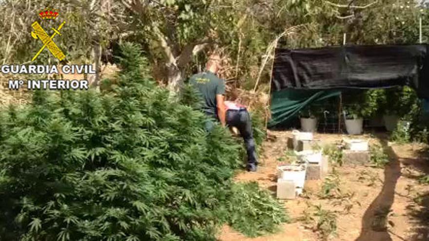Dos detenidos por cultivar marihuana en una finca de Consell