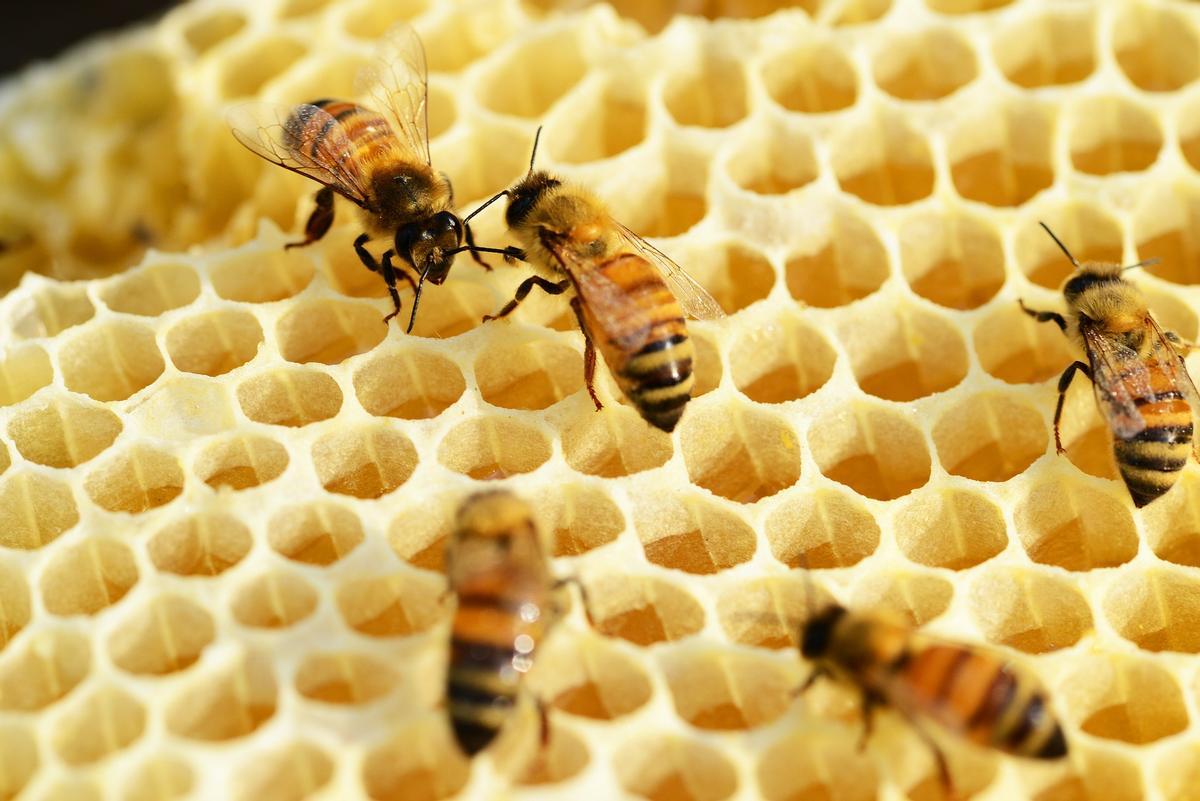 Las abejas son fundamentales para la alimentación