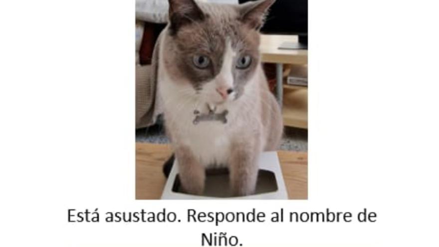 Ofrecen 1.000 euros por encontrar a su gato perdido en Tenerife