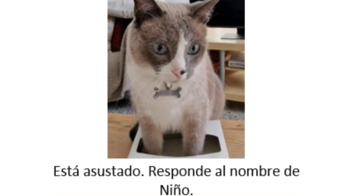 Gato perdido en La Laguna.