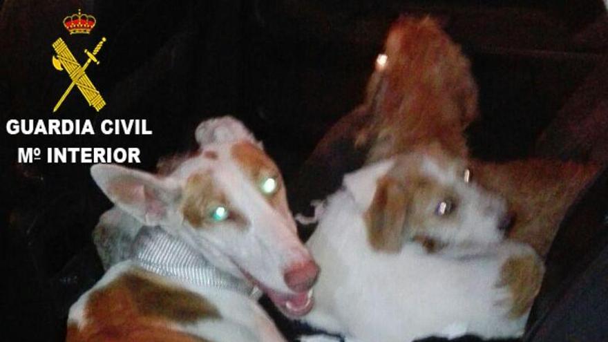 Detenidos en Torrent cuando transportaban en el maletero perros robados en Aielo