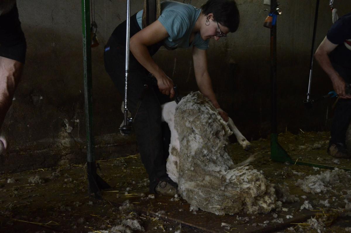 Esquilada d'ovelles a Puigpelat de la Molsosa Esquilada d'ovelles a Puigpelat de la Molsosa