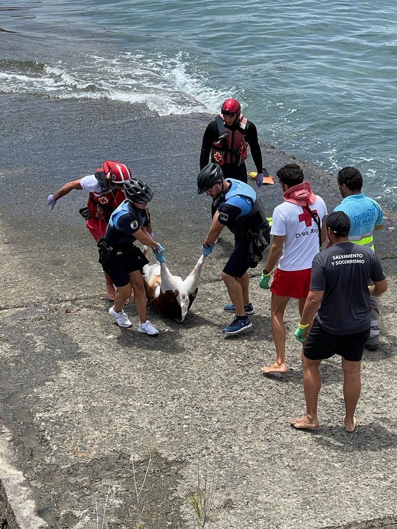 Rescatan del mar el cadáver de una oveja en Las Canteras