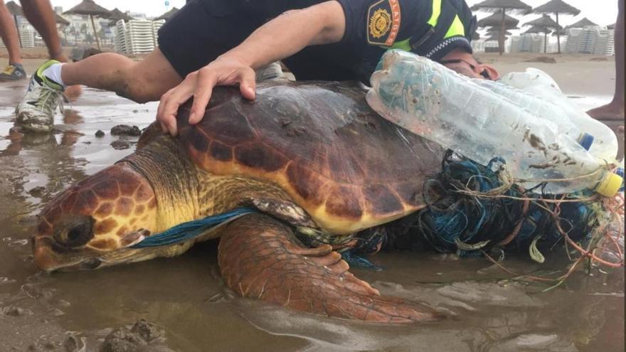 Rescatan una tortuga marina envuelta en plásticos en la playa de la Malva-rosa de València