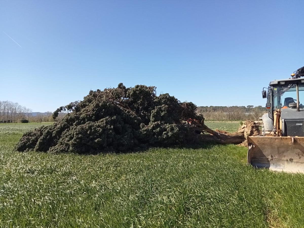 El xiprer que va caure amb el vent.