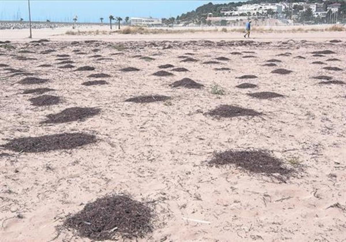 La platja de La Paella de Torredembarra, amb les seves incipients dunes, dijous passat. La platja de La Paella de Torredembarra, amb les seves incipients dunes, dijous passat.