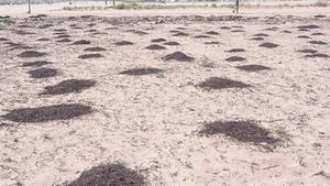 La platja de La Paella de Torredembarra, amb les seves incipients dunes, dijous passat.