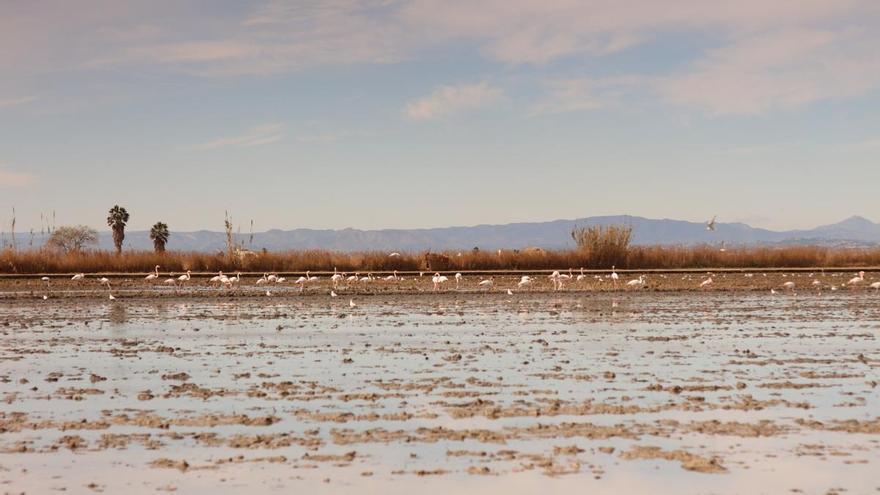 ¿Por qué no hay -casi- flamencos en l’Albufera este año?