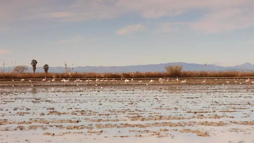 ¿Por qué no hay -casi- flamencos en l’Albufera este año?