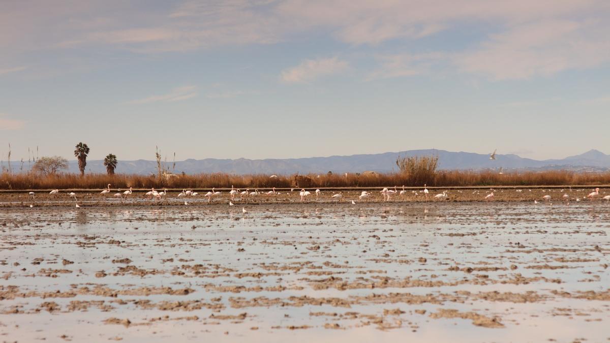 ¿Por qué no hay -casi- flamencos en l’Albufera este año?