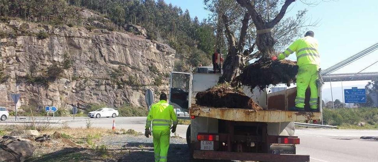 Los cinco olivos serán trasladados a la rotonda de Ardán (Marín). // Gonzalo Núñez