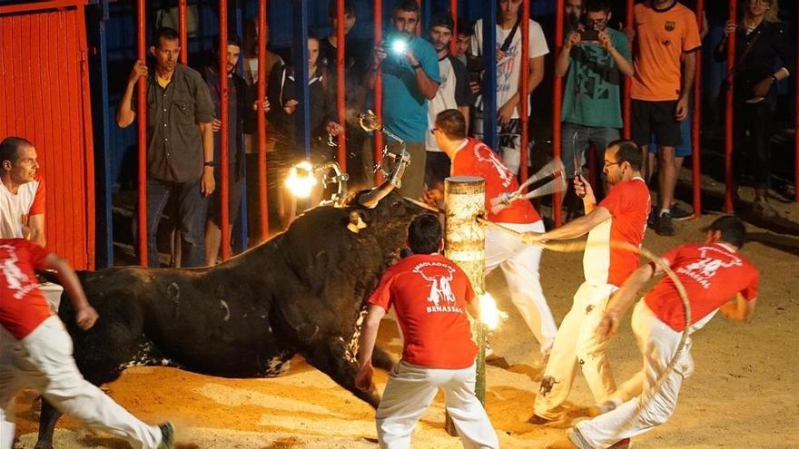 AnimaNaturalis denuncia el incremento de las fiestas con toros embolados