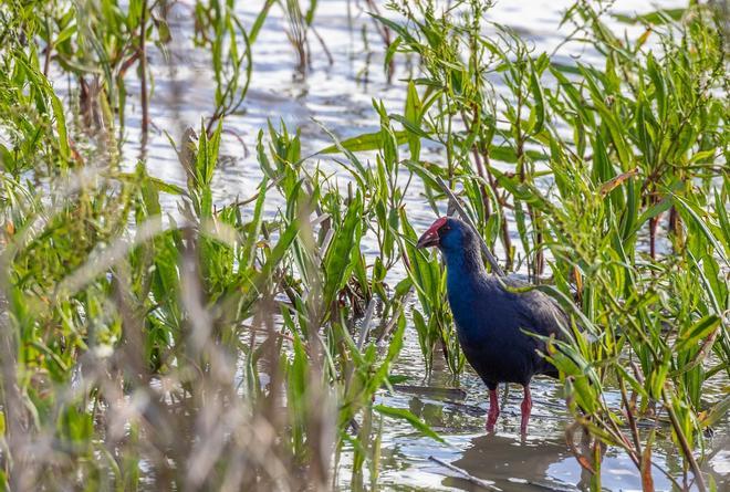 Parque Nacional de Doñana, Los 5 mejores parques naturales de España para el avistamiento de aves migratorias