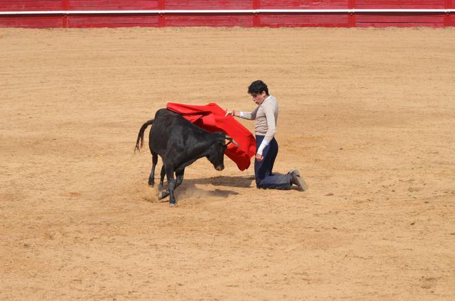 Fiestas del Toro en Benavente: El novillero Adrián Gabella y su arte con el capote