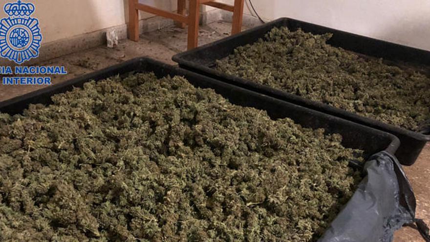 Desmantelan dos laboratorios de marihuana en Torrent y detienen a dos personas