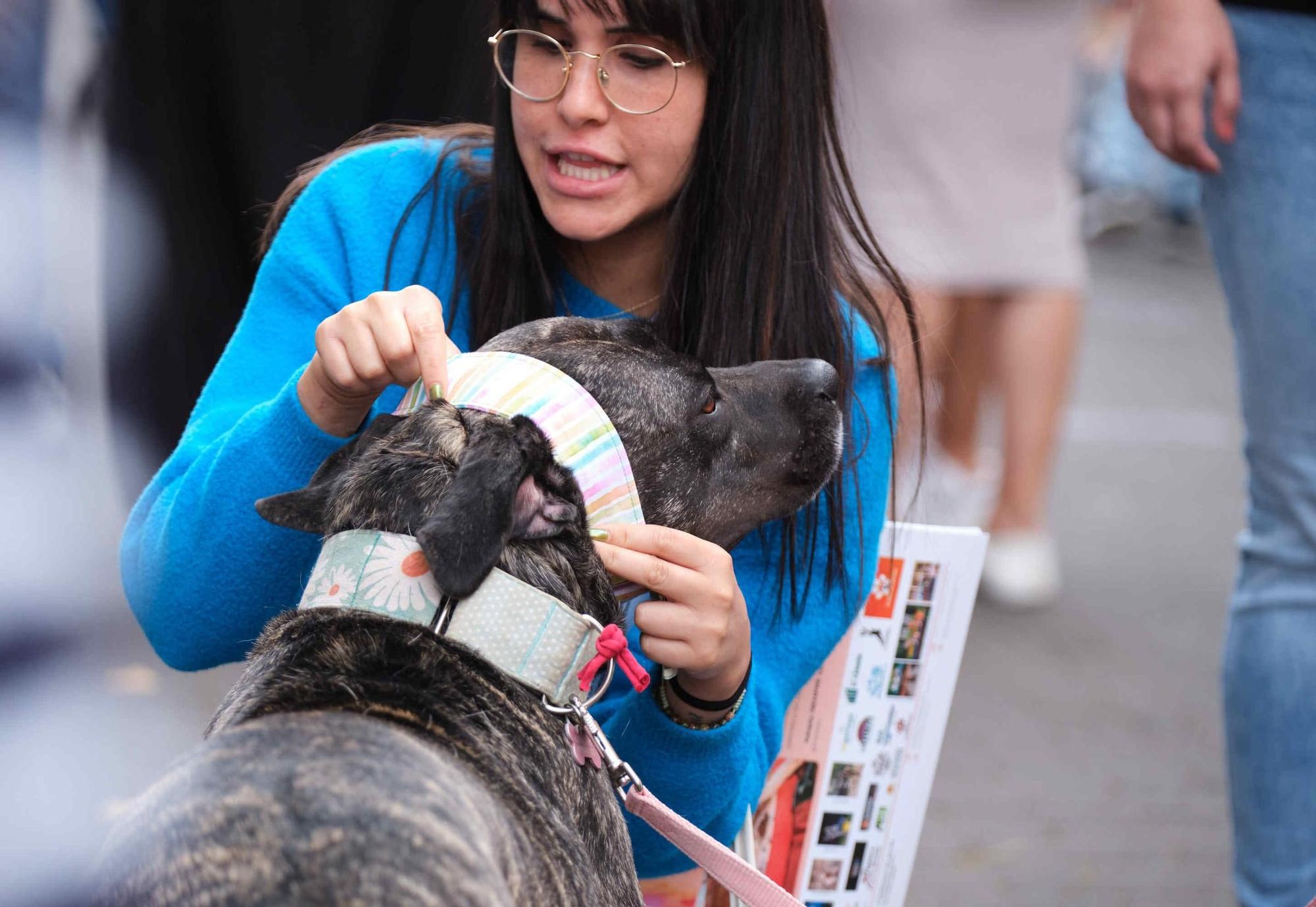 Feria de la Adopción de Mascotas de La Laguna