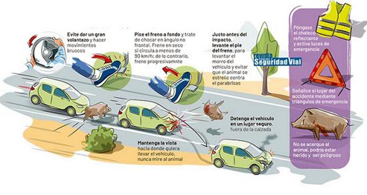 Gráfico de la DGT ante el encuentro con animales en carretera.