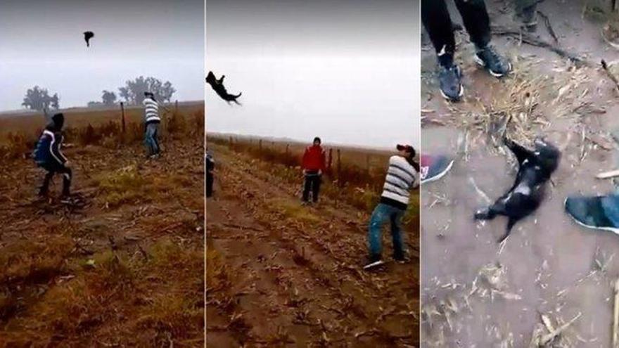 Un grupo de hombres juegan al béisbol con un perro que acaba muerto